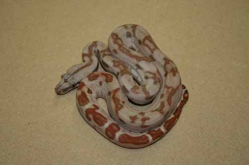 Boa Constrictors